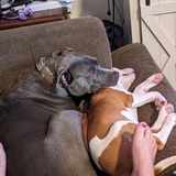 Entry image for Dolly and Bo