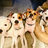 Entry image for Chance, Tripp , Enzo, and Chloe 