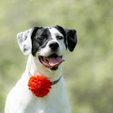 Entry image for Abby