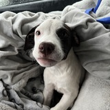 Entry image for olympia