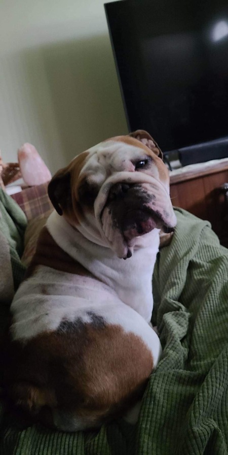 Entry image for Penny. Clicking this image will show a larger photo