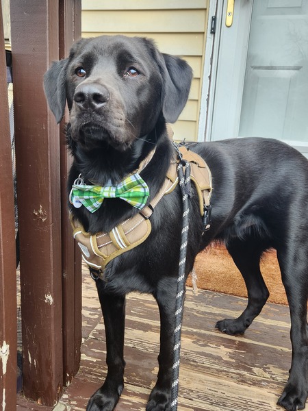 Entry image for Maverick. Clicking this image will show a larger photo