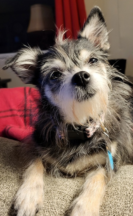 Entry image for HARPER. Clicking this image will show a larger photo