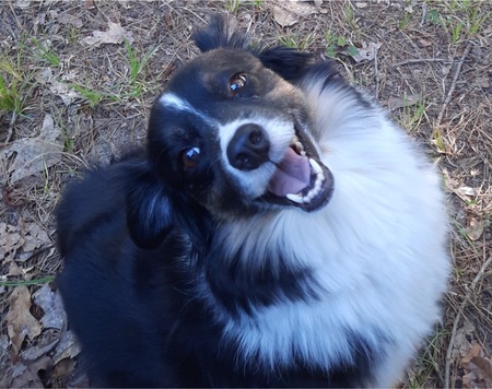 Entry image for Annie. Clicking this image will show a larger photo