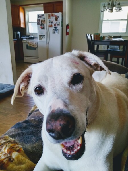 Entry image for Sage . Clicking this image will show a larger photo