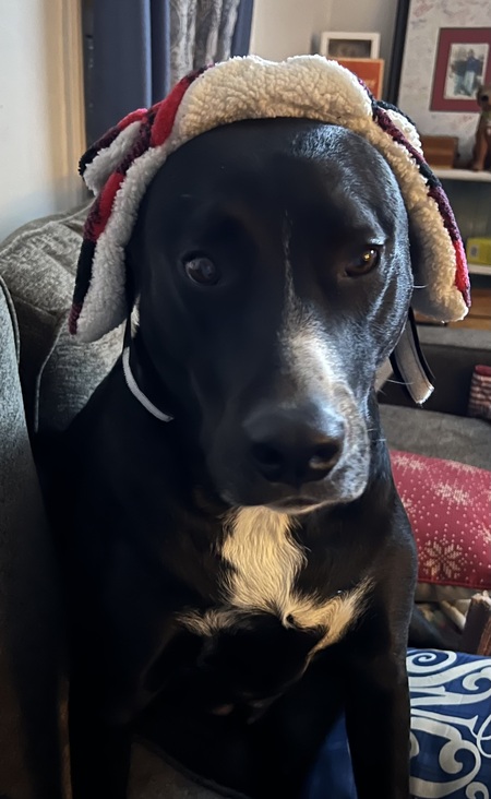 Entry image for Casey . Clicking this image will show a larger photo