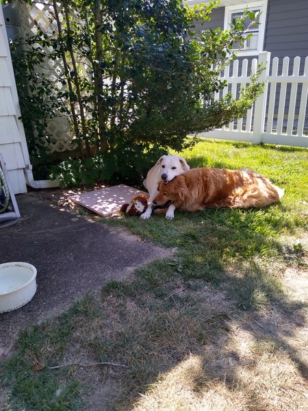 Entry image for Spencer and Sage. Clicking this image will show a larger photo