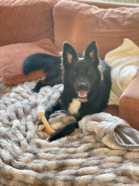 Entry image for Layla. Clicking this image will show a larger photo