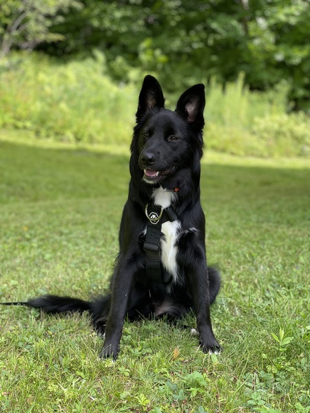 Entry image for Layla. Clicking this image will show a larger photo