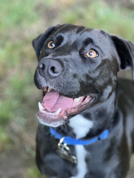 Entry image for Rex. Clicking this image will show a larger photo