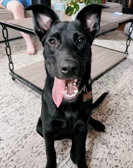 Entry image for Dolly. Clicking this image will show a larger photo