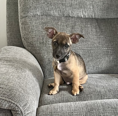 Entry image for Bogey. Clicking this image will show a larger photo