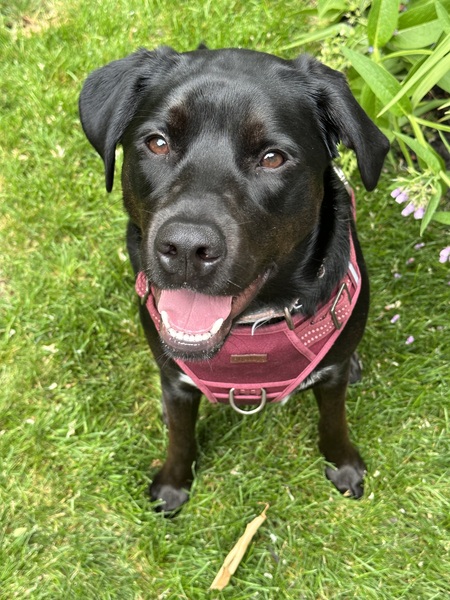 Entry image for Kimber. Clicking this image will show a larger photo