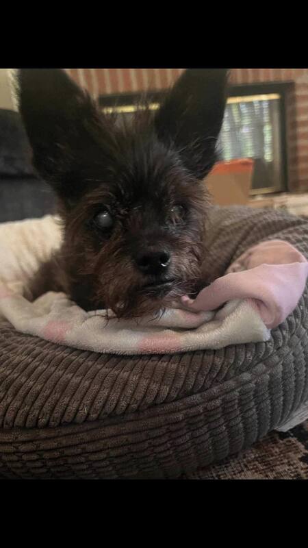 Entry image for Bessie. Clicking this image will show a larger photo