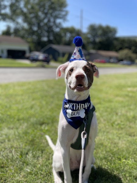 Entry image for Rex. Clicking this image will show a larger photo