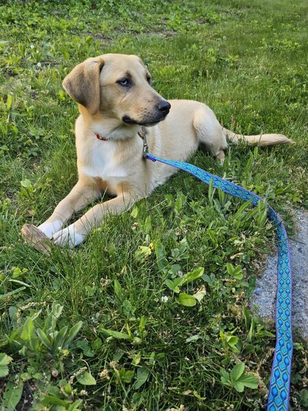 Entry image for Willa . Clicking this image will show a larger photo