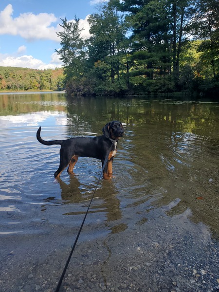 Entry image for Xena. Clicking this image will show a larger photo