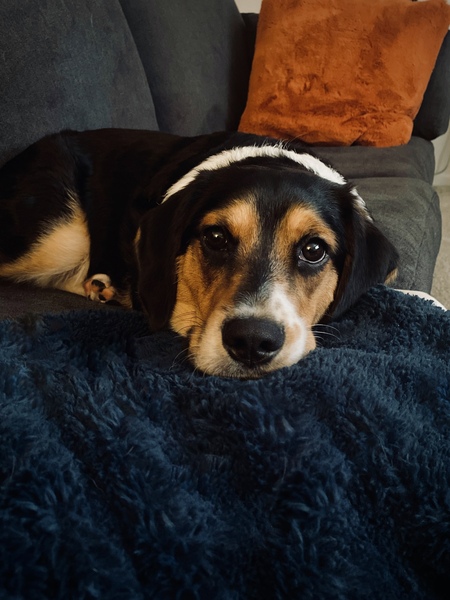 Entry image for Henry. Clicking this image will show a larger photo