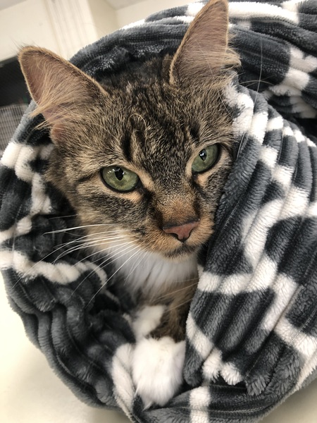 Entry image for Tigerlily . Clicking this image will show a larger photo