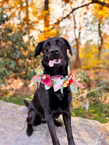 Entry image for Luna . Clicking this image will show a larger photo