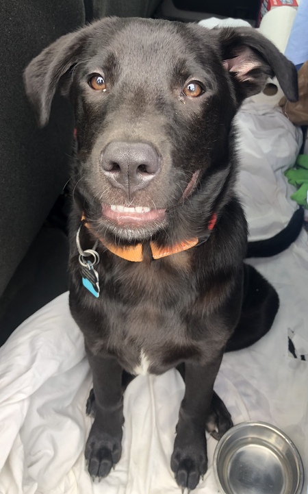 Entry image for Toby. Clicking this image will show a larger photo