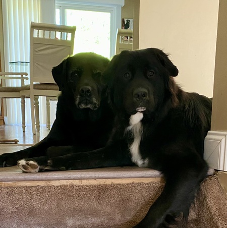 Entry image for Layla & Sirius . Clicking this image will show a larger photo