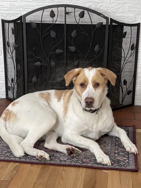 Entry image for Scooby. Clicking this image will show a larger photo