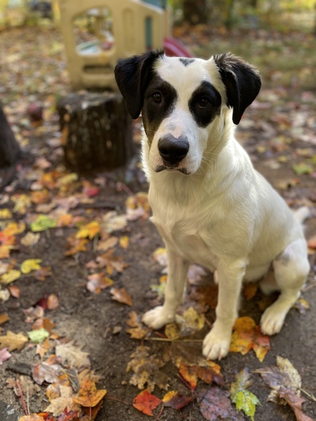 Entry image for Winnie. Clicking this image will show a larger photo