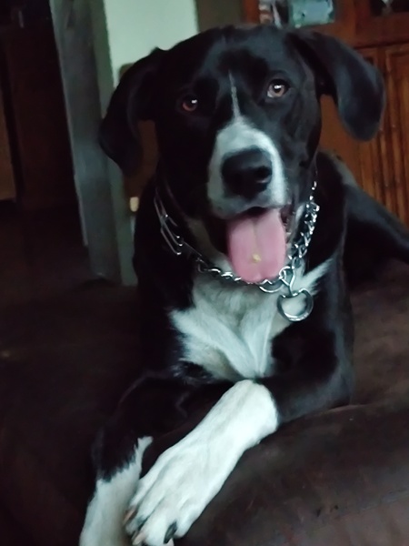 Entry image for Gunner. Clicking this image will show a larger photo