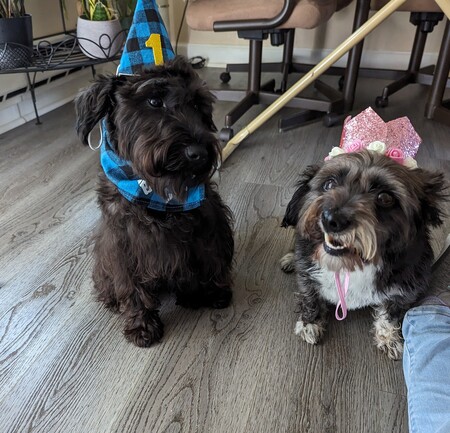 Entry image for Ozzie and Lucy. Clicking this image will show a larger photo