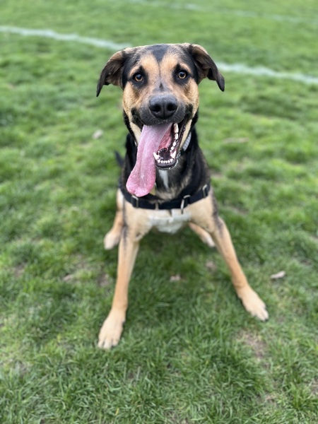 Entry image for Gus. Clicking this image will show a larger photo