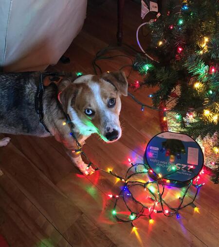 Entry image for Nico. Clicking this image will show a larger photo