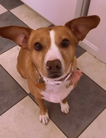 Entry image for Layla. Clicking this image will show a larger photo