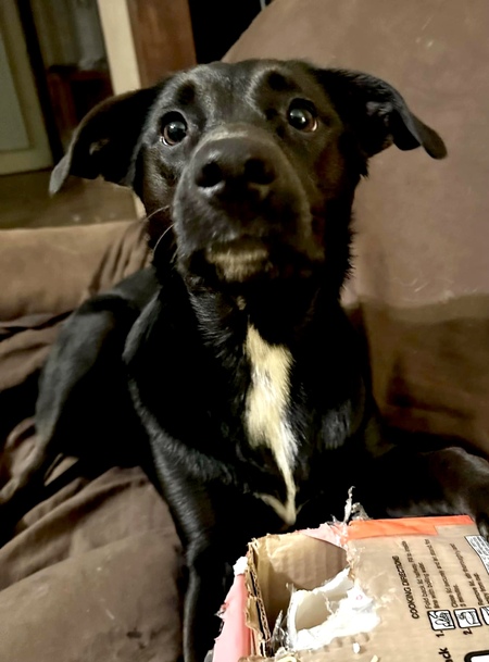 Entry image for Iris. Clicking this image will show a larger photo