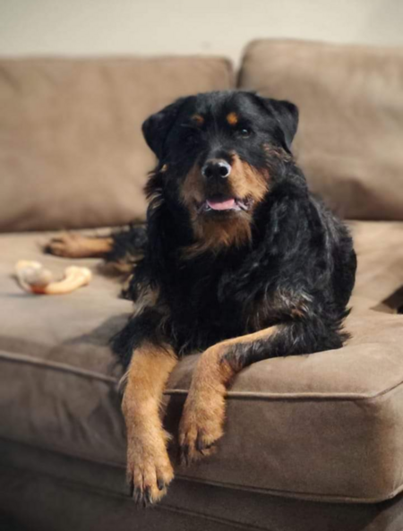 Entry image for Roscoe. Clicking this image will show a larger photo