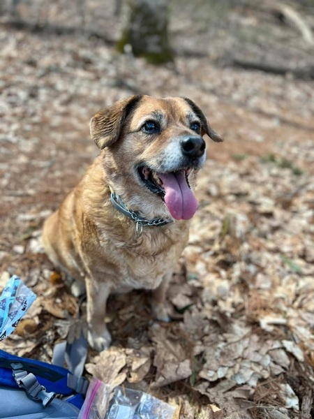 Entry image for Bella Boop. Clicking this image will show a larger photo