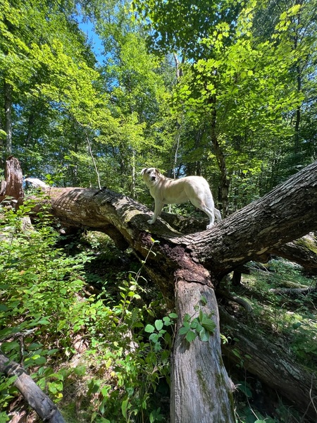 Entry image for Khione . Clicking this image will show a larger photo