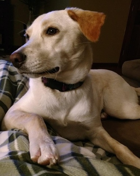 Entry image for Stella. Clicking this image will show a larger photo