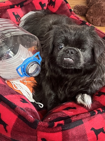 Entry image for Josie. Clicking this image will show a larger photo