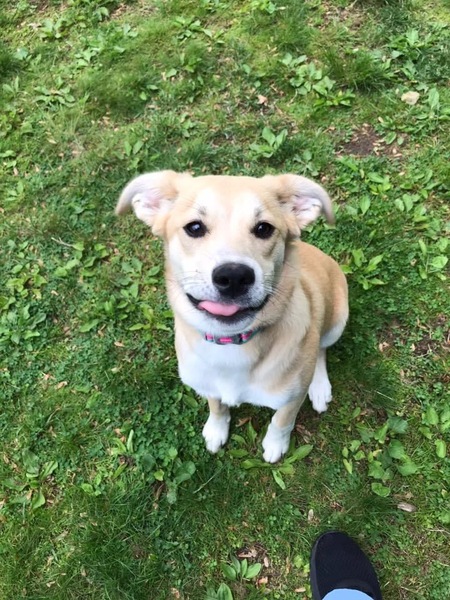 Entry image for Luna. Clicking this image will show a larger photo