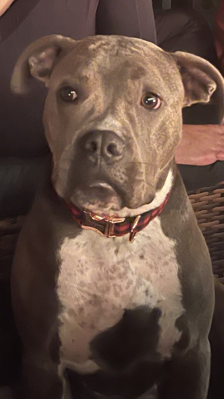 Entry image for Pepper Anne. Clicking this image will show a larger photo