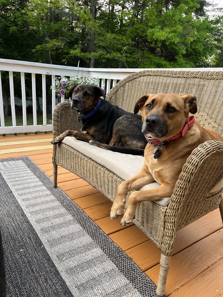 Entry image for Willa and Cooper. Clicking this image will show a larger photo