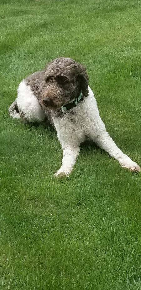 Entry image for Reo. Clicking this image will show a larger photo