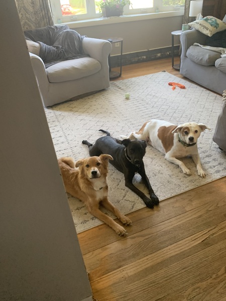 Entry image for Jax & Bailee. Clicking this image will show a larger photo