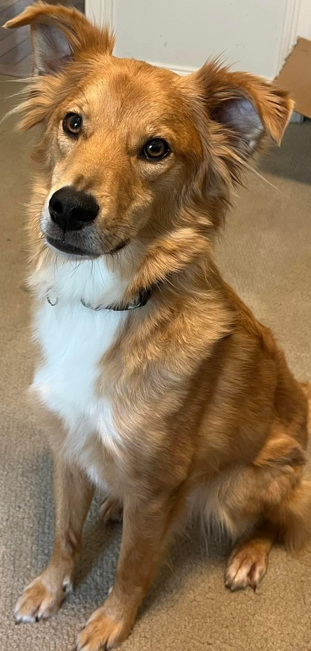 Entry image for Jax. Clicking this image will show a larger photo