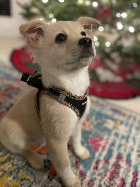 Entry image for Stanley. Clicking this image will show a larger photo