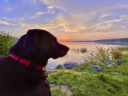 Entry image for Kylo. Clicking this image will show a larger photo