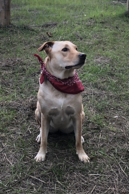 Entry image for Brinkley. Clicking this image will show a larger photo