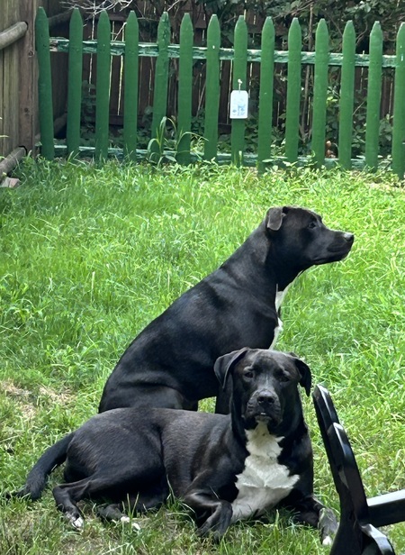 Entry image for Abby & Ollie. Clicking this image will show a larger photo