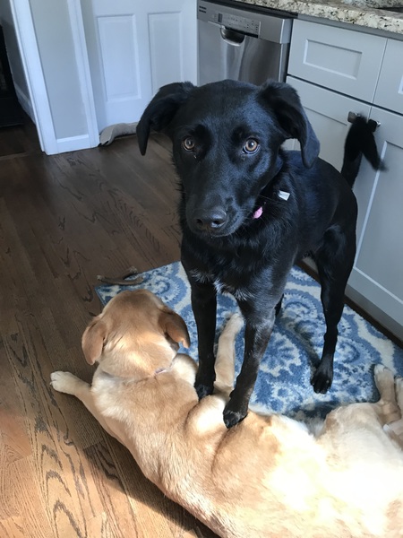 Entry image for Jojo. Clicking this image will show a larger photo